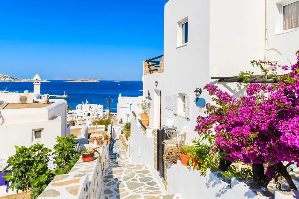 Paysage de Santorin avec ses bâtiments blancs emblématiques la mer Egée au loin et des fleurs roses au premier plan