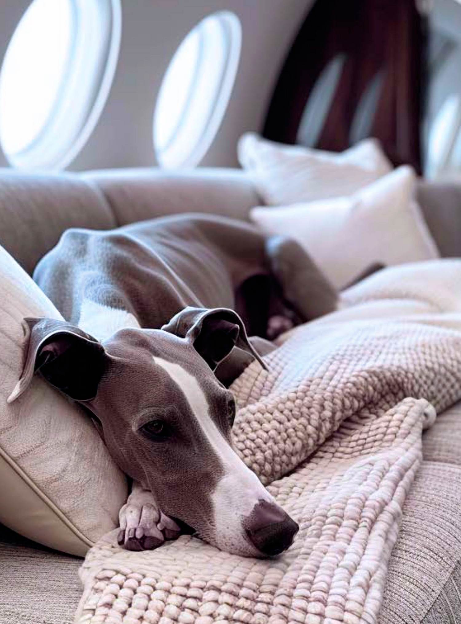 Private jet with pets